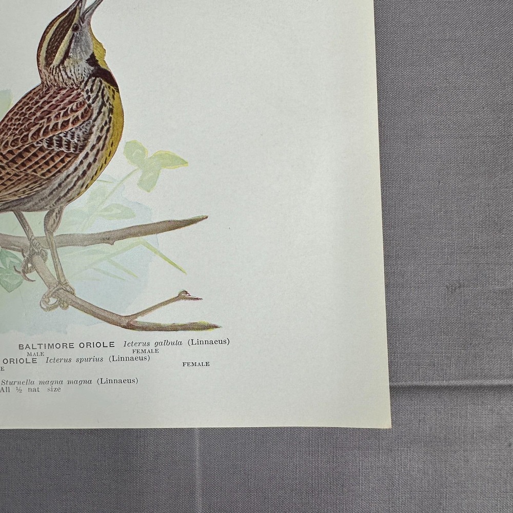 Louis Fuertes Baltimore Orchard Orioles Meadowlark 1936 Vintage Plate Wall Art - Picture 4 of 7